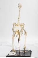 hen skeleton 0076